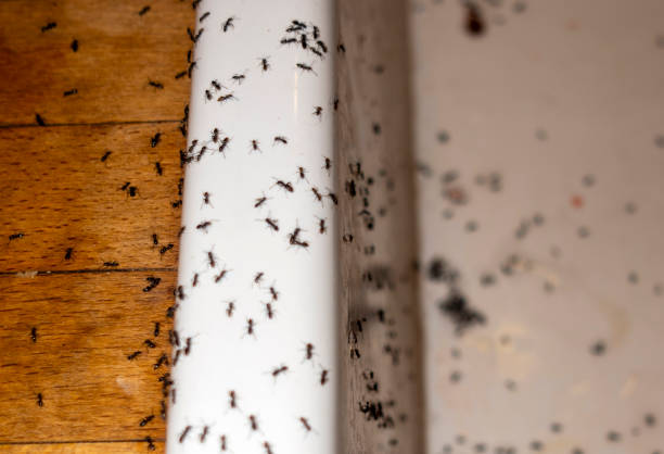 Best Wasp Removal Services  in Jefferson City, TN