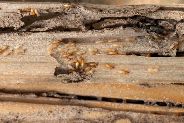 Best Pest Inspection Near Me  in Jefferson City, TN