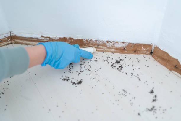 Best Insect Control  in Jefferson City, TN